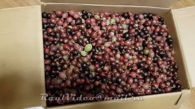 Кучтэнэч Гостинец Черная смородина Крыжовник и огурцы смотреть онлайн