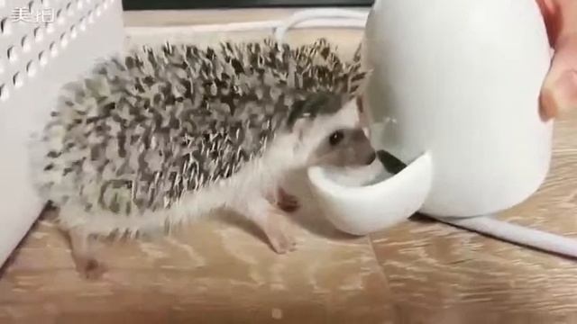 Керамическая поилка для ежика смотреть онлайн