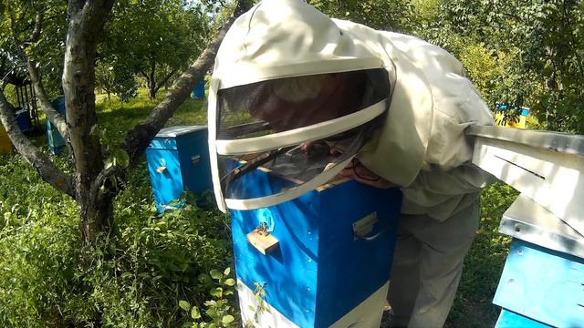 Осень на Пасеке: Узко-Высокие Рамки с Расплодом в Улье Василия Приятеленко смотреть онлайн