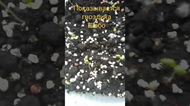 гвоздика Шабо из семян. всходы. смотреть онлайн