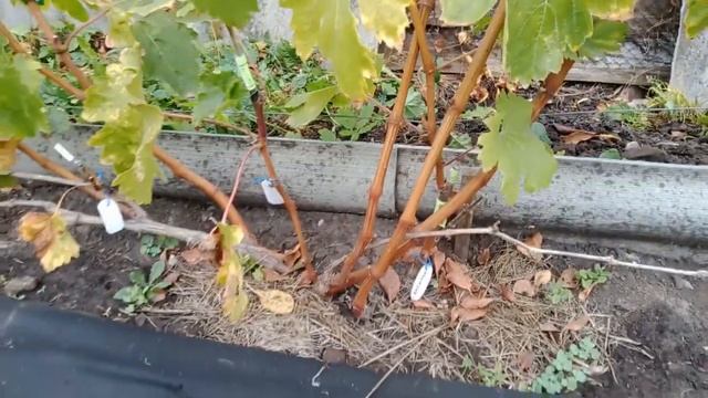 Осенние заботы на винограднике смотреть онлайн