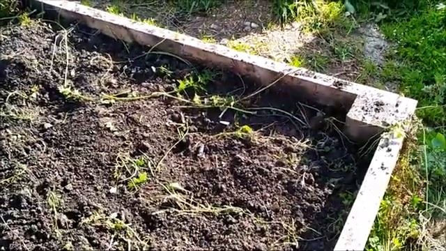 Собираем урожай морковь и свёкла смотреть онлайн