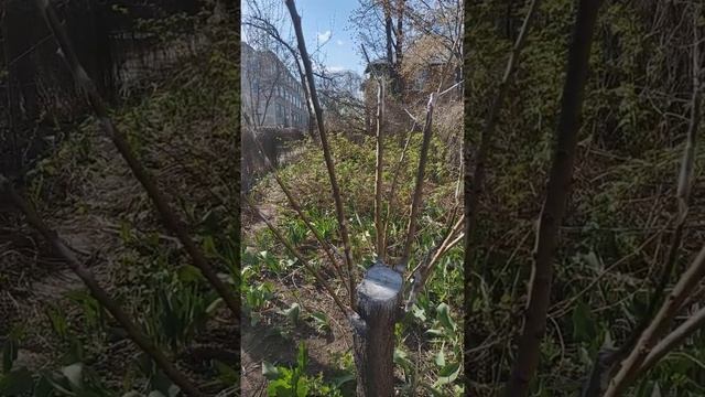 Прививка интеркалярной вставкой клонового подвоя Мышонок(Колибри) взрослого дерева абрикоса. смотреть онлайн