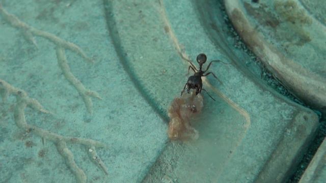 тяжелая ноша муравья смотреть онлайн