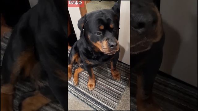 Смех до слёз)) смотреть онлайн