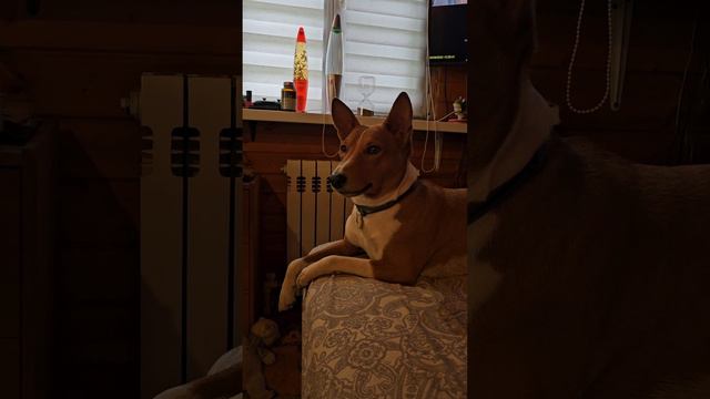 зивуль) басенджи #basenji #dog #funny #animals #басенджи #собака смотреть онлайн