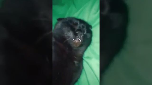 Кот. сплюшка смотреть онлайн