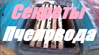 Пчеловодные секреты,приёмы,тонкости.Готовим пчел в зимовку. смотреть онлайн