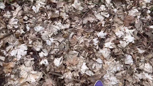 Асмр Звуки воды, пение птиц, сухое листья 🍁 смотреть онлайн