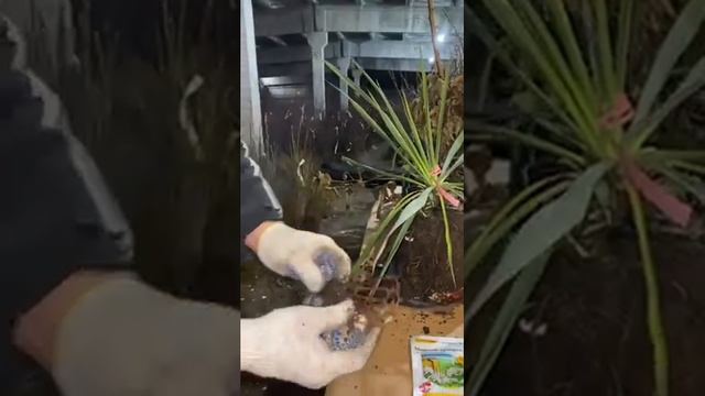 Закрытая корневая система (ЗКС) смотреть онлайн