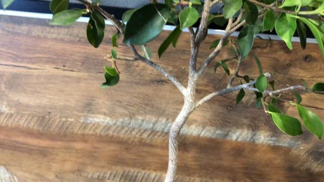 Фикус на штамбе. Очередная обрезка смотреть онлайн