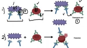 Реакция связывания комплемента