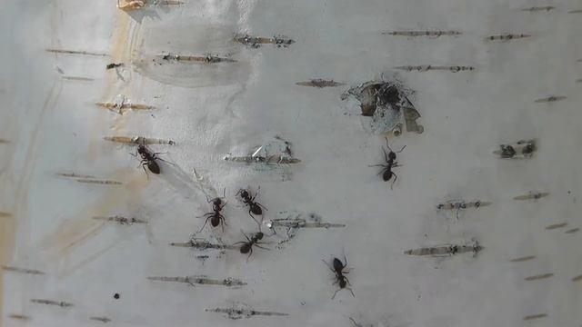 Муравьи на берёзе / Ants on the birch смотреть онлайн