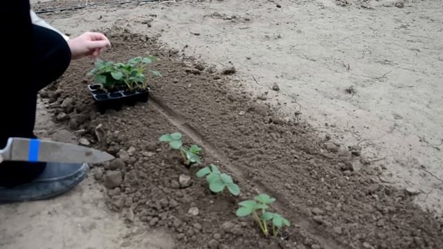 Кассетная рассада клубники смотреть онлайн