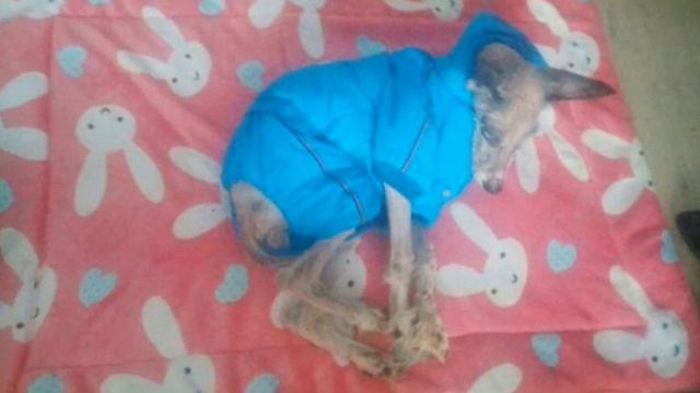 Он был найден в пустыне... смотреть онлайн