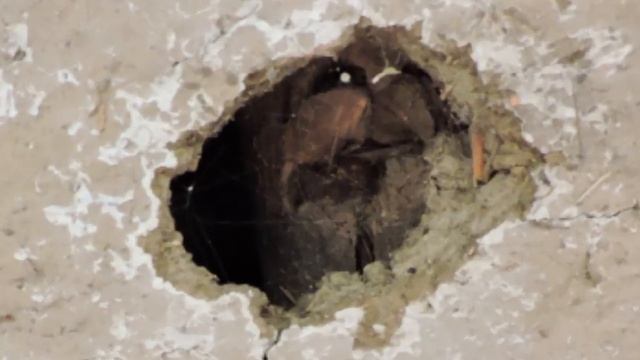ДОЛОЙ НОВОСТРОЙ смотреть онлайн