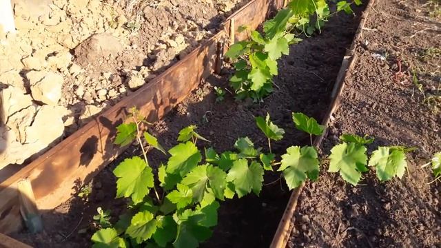Виноград в первый год после посадки. Обрезка винограда. Часть 2 смотреть онлайн