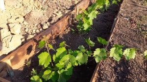 Виноград в первый год после посадки. Обрезка винограда. Часть 2