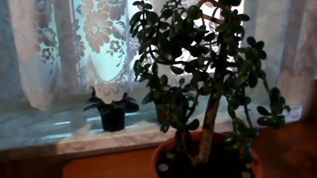 Секреты денежного дерева !!! Чтобы дома водились деньги !!! смотреть онлайн