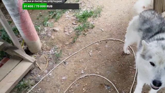 выдуваем шерсть у хаски Бэни и Зохана смотреть онлайн