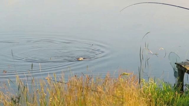 Canon SX540 HS - fishing смотреть онлайн