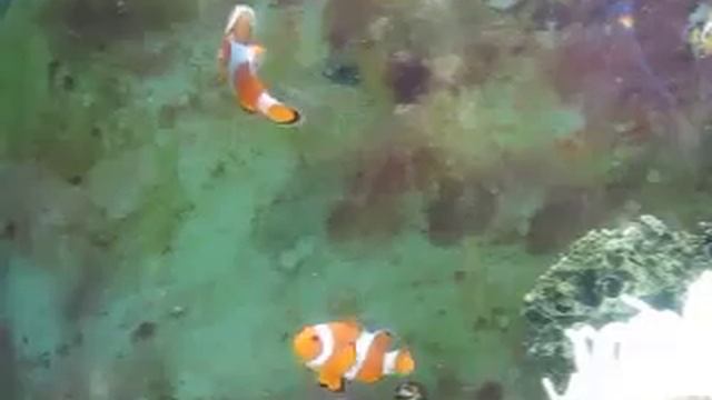 Amphiprion Ocellaris смотреть онлайн