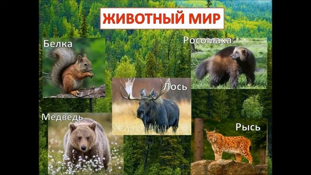 «Лес полон чудес» смотреть онлайн