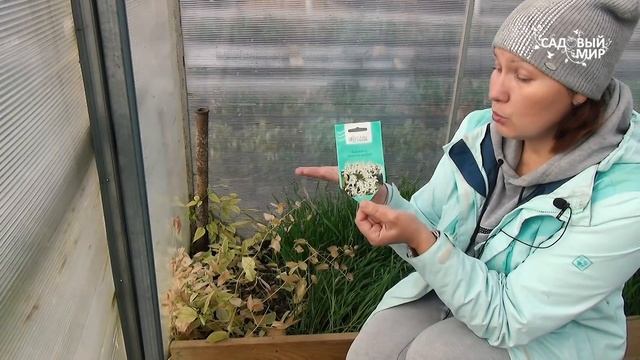 НЕ СДЕЛАЙТЕ ОШИБКУ. САЖАЙТЕ КЛЕМАТИСЫ ТОЛЬКО ТАК! смотреть онлайн