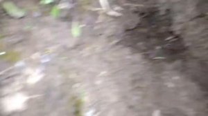 Как поёт медведка