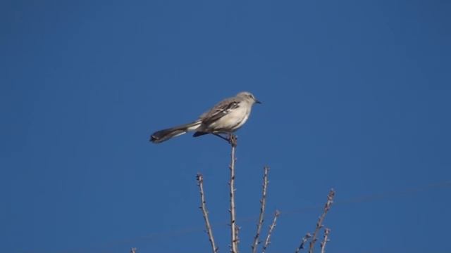 Mockingbird - Sony HDR SR11 HD Camcorder смотреть онлайн