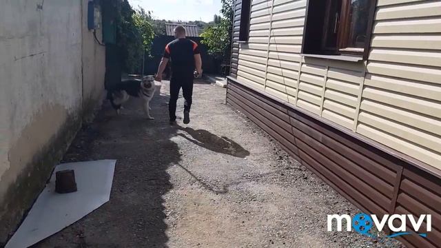 Как приучить собаку к поводку. КАРАТ ~1год. смотреть онлайн