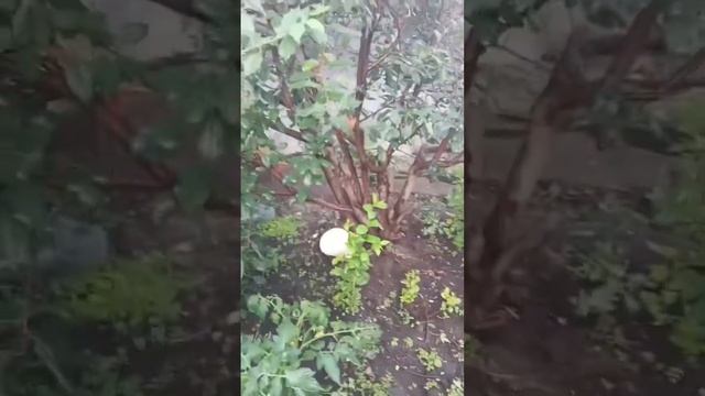 Гигантский гриб около дома смотреть онлайн