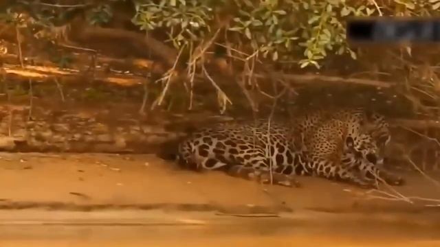 Python And Crocodile Compete To Bite The Lion - Can The Lion Cub Save Its Mother From Death? смотреть онлайн