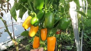 Перец ЛИСИЧКА / Сорта перца