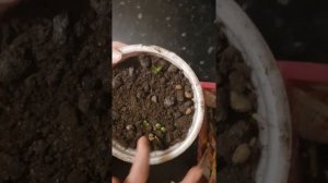 Гардения - посев семян, уход в домашних условиях#мой опыт