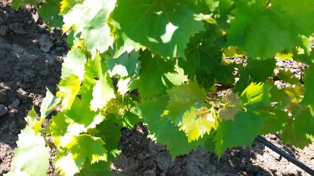 20160613 Виноград Надежда АЗОС смотреть онлайн