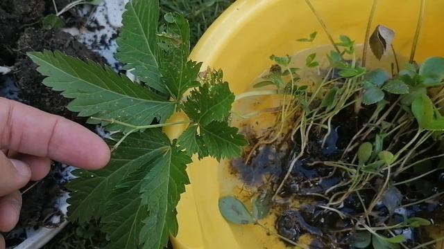 Морозники, ирисы и ежевика в подарок для нашего сада 07.05.2023 смотреть онлайн