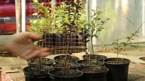 Лагерстремия индийская. Мой неудачный (или удачный?) опыт посадки и зимовки и выводы