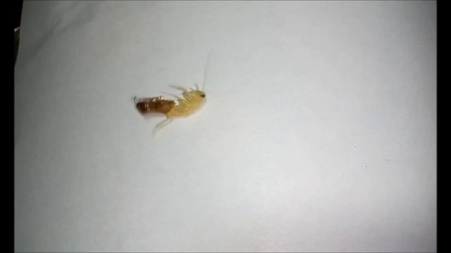 Туркменский таракан линька.