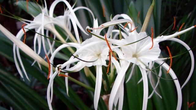 Гименокаллис (Hymenocallis) смотреть онлайн