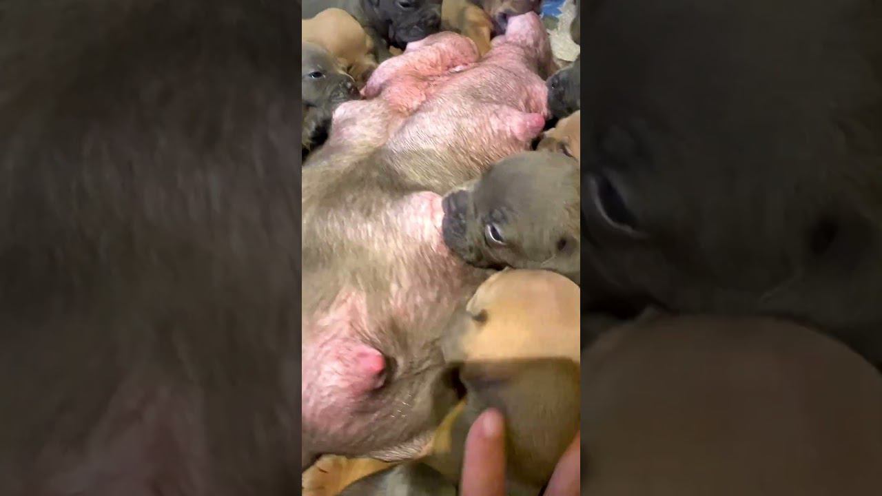 Все при деле. #americanbully #собака #puppy смотреть онлайн