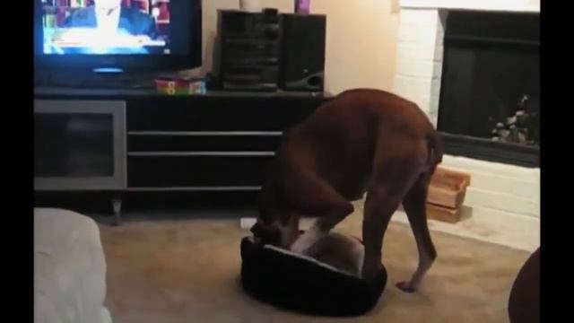 Приколы с животными Funny videos 2016!!! смотреть онлайн