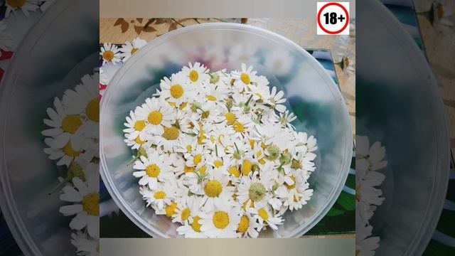 Ромашка для здоровья.Как собирать,как заготовить. Для чего пьют ромашку смотреть онлайн