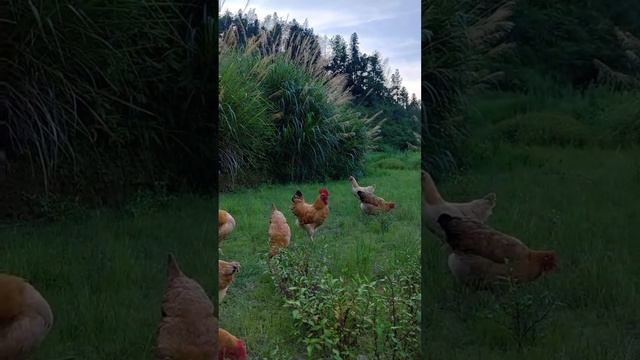 Pure natural farm chicken real shot смотреть онлайн