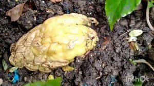 Высадила Чайоты.