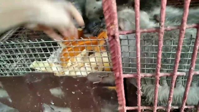 Сбор урожая. Кормление нутрий ужином смотреть онлайн