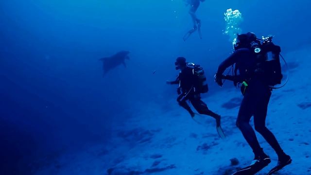 Diving with dolphins in Rhodes смотреть онлайн