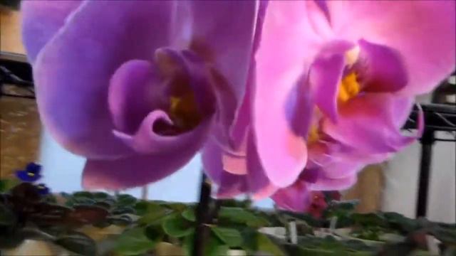 14-05-03 Big Phalaenopsis-UL смотреть онлайн