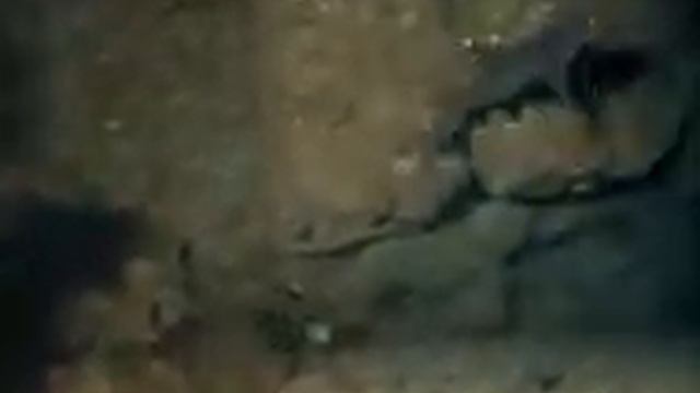 14 1988 Кокосовый остров Акулы Острова Сокровищ смотреть онлайн