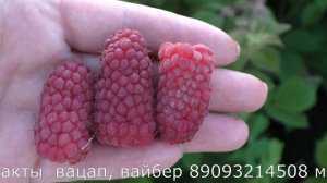 Пшехиба супер сорт летней малины